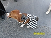 PIRATI 2011 443.jpg