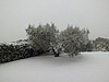 SC91.jpg